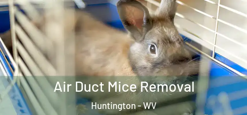  Air Duct Mice Removal Huntington - WV